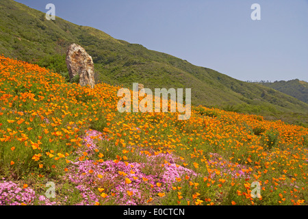 Coquelicots de Californie à la côte du Pacifique, en Californie, USA, Amérique Latine Banque D'Images