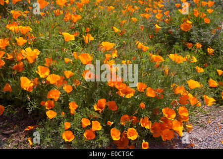 Coquelicots de Californie à la côte du Pacifique, en Californie, USA, Amérique Latine Banque D'Images