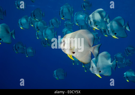 L'École de la Circulaire spadefish ou platax, aux Maldives. (Platax orbicularis) Banque D'Images