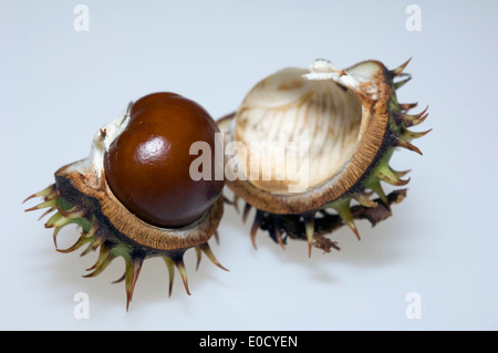 Semences de Conker, Horse Chestnut Tree, au Royaume-Uni. Introduit mais largement plantée. (Aesculus hippocastanum) Banque D'Images