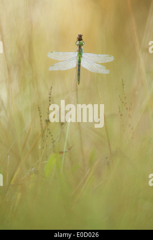 Une veuve de Skimmer libellule s'accroche à une tête d'herbe, de l'Oregon, USA (Libellula luctuosa) Banque D'Images