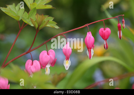 Dicentra coeur tendre floraison au printemps Banque D'Images