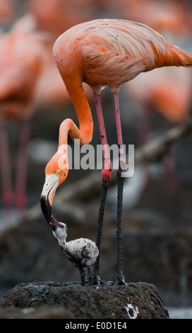 Carribean flamingo nourrir un poussin, Rio Maximo réserver, de Cuba (Phoenicopterus ruber) Banque D'Images