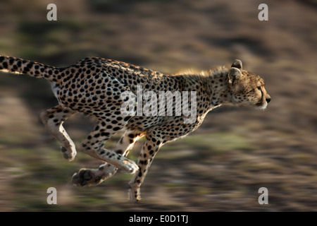 L'exécution de guépard, Serengeti, Tanzanie (Acinonyx jubatus) Banque D'Images