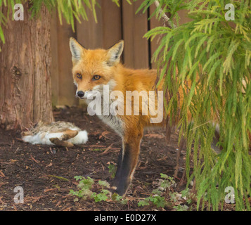 ARLINGTON, VIRGINIA, USA - Wild red fox, Vulpes vulpes, dans quartier résidentiel avec jardin de la carcasse de lapin. Banque D'Images