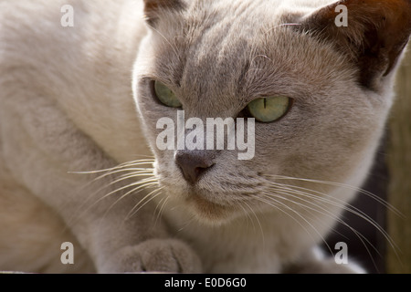 Chat gris aux cheveux courts avec des yeux verts - crouching Banque D'Images