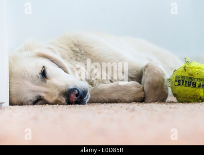 Les jeunes de couleur platine Golden Retriever dog dormir avec balle de tennis Banque D'Images