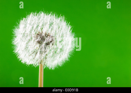 Plan macro sur un pissenlit sur fond vert Banque D'Images