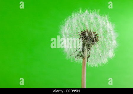 Plan macro sur un pissenlit sur fond vert Banque D'Images