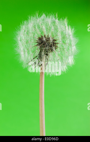 Plan macro sur un pissenlit sur fond vert Banque D'Images