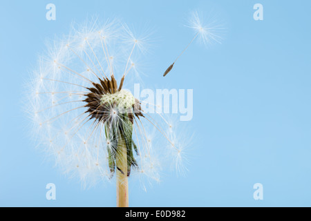 Plan macro sur un pissenlit sur fond bleu avec du vent qui souffle à graines Banque D'Images