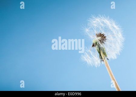 Plan macro sur un pissenlit sur fond bleu avec du vent qui souffle à graines Banque D'Images