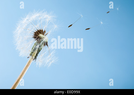 Plan macro sur un pissenlit sur fond bleu avec du vent qui souffle à graines Banque D'Images