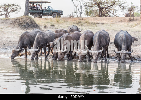 Cape, Syncerus caffer, boire dans le Zambèze, le Parc National de Mosi O Tunya, la Zambie en tant que touristes regarder à partir de la jeep Banque D'Images