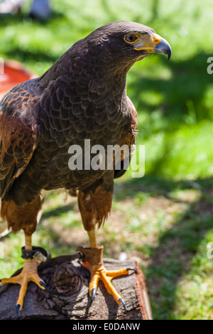 La buse de Harris ou la buse de Harris (Parabuteo unicinctus) anciennement connu sous le nom de Bay-winged Hawk Hawk sombre ou Banque D'Images