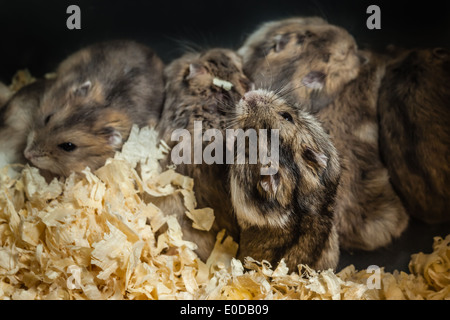 Gros plan de plusieurs hamsters dans une petite cage Banque D'Images