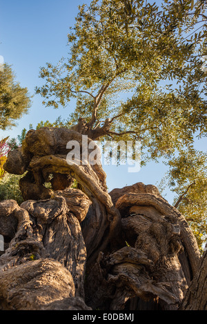 Détail d'une très complexe et tordu tronc de l'arbre Banque D'Images