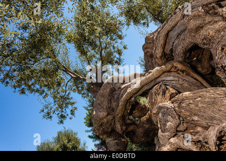 Détail d'une très complexe et tordu tronc de l'arbre Banque D'Images