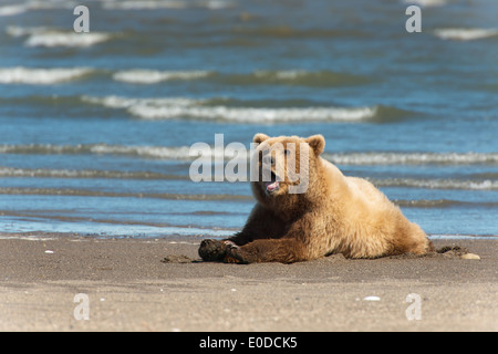 Un ours brun se réveille d'une sieste sur la plage Banque D'Images