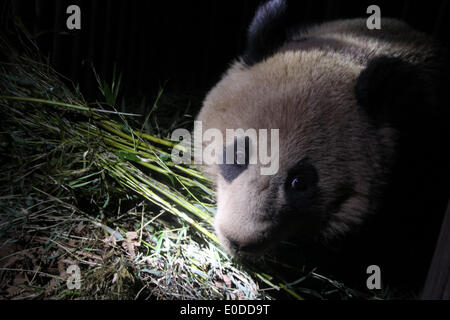 Ürümqi. 10 mai, 2014. Le panda mange du bambou sauvage à l'Dafengding Réserve naturelle nationale dans le comté de Meigu, sud-ouest de la province chinoise du Sichuan, le 9 mai 2014. Un villageois dans Yimudi Canton de Sichuan a découvert le panda sauvage par une forêt de bambou près de sa chambre le mercredi. En raison d'un manque de bambous pour le panda pour manger et le risque de braconnage, le canton a décidé d'aller de l'animal à Dafengding voisins Réserve naturelle nationale dans le comté de Meigu, 170 km de la ville. Source : Xinhua/Alamy Live News Banque D'Images