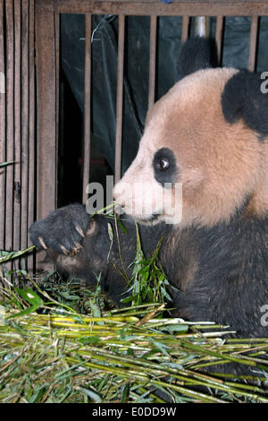 Ürümqi. 10 mai, 2014. Le panda mange du bambou sauvage à l'Dafengding Réserve naturelle nationale dans le comté de Meigu, sud-ouest de la province chinoise du Sichuan, le 9 mai 2014. Un villageois dans Yimudi Canton de Sichuan a découvert le panda sauvage par une forêt de bambou près de sa chambre le mercredi. En raison d'un manque de bambous pour le panda pour manger et le risque de braconnage, le canton a décidé d'aller de l'animal à Dafengding voisins Réserve naturelle nationale dans le comté de Meigu, 170 km de la ville. Source : Xinhua/Alamy Live News Banque D'Images