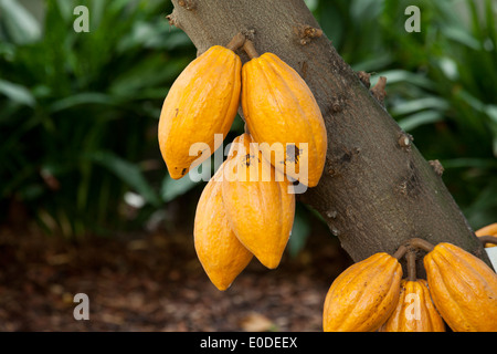 Les cabosses mûres sur l'arbre (cacao) - USA Banque D'Images