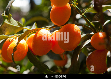 Le kumquat sur branch (Citrus japonica) Banque D'Images