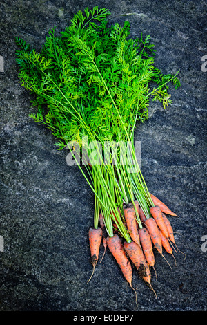 Botte de carottes orange fraîche de jardin avec la saleté sur fond noir en gris Banque D'Images