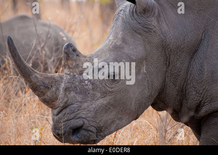 Le rhinocéros blanc (Ceratotherium simum) Profil, près de Berg-en-Dal Camp, Kruger National Park, Afrique du Sud Banque D'Images