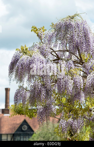 La floraison Wisteria floribunda domino à RHS Wisley Gardens, Angleterre Banque D'Images