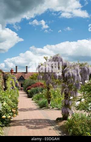 La floraison Wisteria floribunda domino à RHS Wisley Gardens, Angleterre Banque D'Images