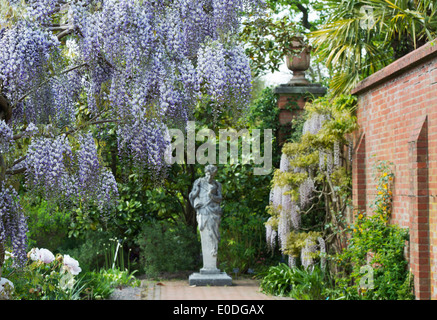 La floraison Wisteria floribunda domino à RHS Wisley Gardens, Angleterre Banque D'Images