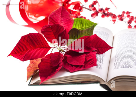 La sainte bible avec une poinsettia fleur sur elle et isolated on white Banque D'Images