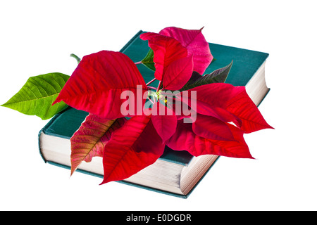 La sainte bible avec une poinsettia fleur sur elle et isolated on white Banque D'Images