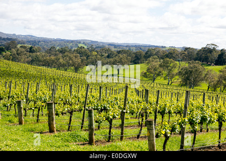 Vignobles dans les collines d'Adélaïde en Australie. La région est un vin de la région. Banque D'Images