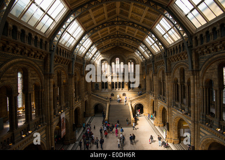 Un arbre de lumière à l'intérieur de l'histoire naturelle de Londres Angleterre Royaume-uni Banque D'Images