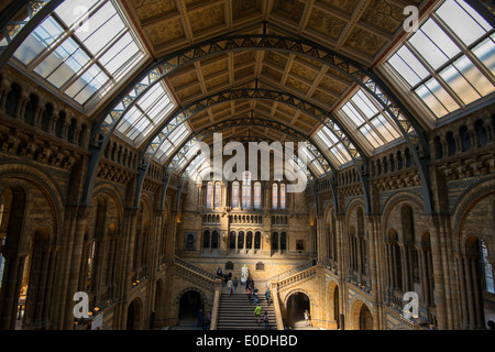 Un arbre de lumière à l'intérieur de l'histoire naturelle de Londres Angleterre Royaume-uni Banque D'Images