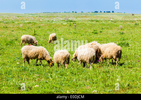 Un troupeau de moutons paissant sur un magnifique paysage rural Banque D'Images
