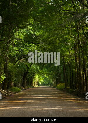 Columbus, Mississippi, USA. 12 Février, 2013. Fin d'après-midi filtre à travers le feuillage des arbres créant des bandes de lumière sur la route ci-dessous. © Tim Thompson/ZUMA/ZUMAPRESS.com/Alamy fil Live News Banque D'Images