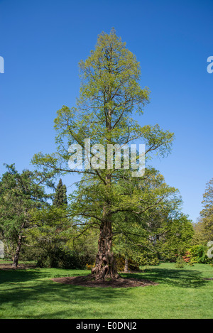 Metasequoia glyptostroboides, l'aube, en voie de disparition séquoia conifère, originaire de Chine, le Jardin Wisley, Surrey, UK Banque D'Images