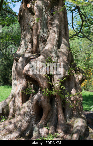 Metasequoia glyptostroboides, l'aube, en voie de disparition séquoia conifère, originaire de Chine, le Jardin Wisley, Surrey, Angleterre Banque D'Images