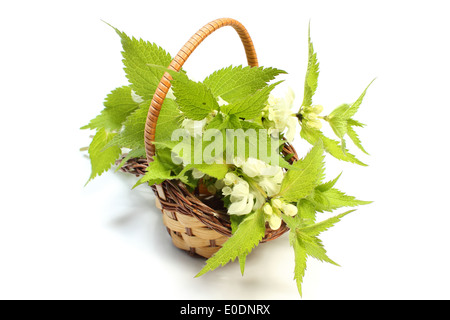 Orties fraîches avec des fleurs blanches couché dans panier en osier. Isolé sur fond blanc Banque D'Images