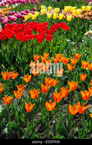 Différents types de tulipes avec Tulipa 'Ballerina' dans l'avant-plan (orange) Banque D'Images