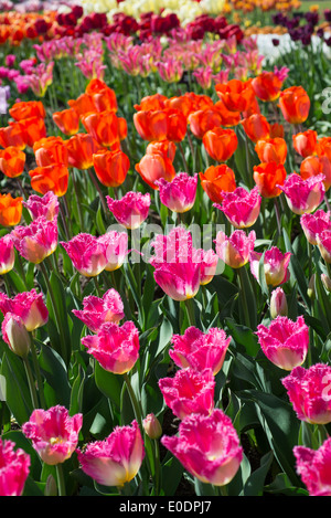 Différents types de tulipes avec Tulipa 'Auxerre' dans l'avant-plan (rose) Banque D'Images