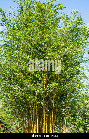 Bambous, Phyllostachys aureosulcata aureocaulis f Banque D'Images