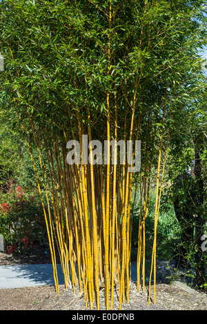 Bambous, Phyllostachys aureosulcata aureocaulis f Banque D'Images