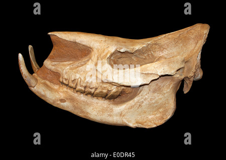 Crâne de rhinocéros fossile Chilotherium sp. L'Europe et l'Asie Banque D'Images