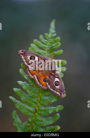 Papillon empereur, Saturnia pavonia, homme Banque D'Images