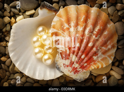 Perles blanches de diffusion dans un coquillage sur cailloux Banque D'Images