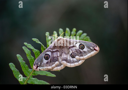 Papillon empereur, Saturnia pavonia, Femme Banque D'Images